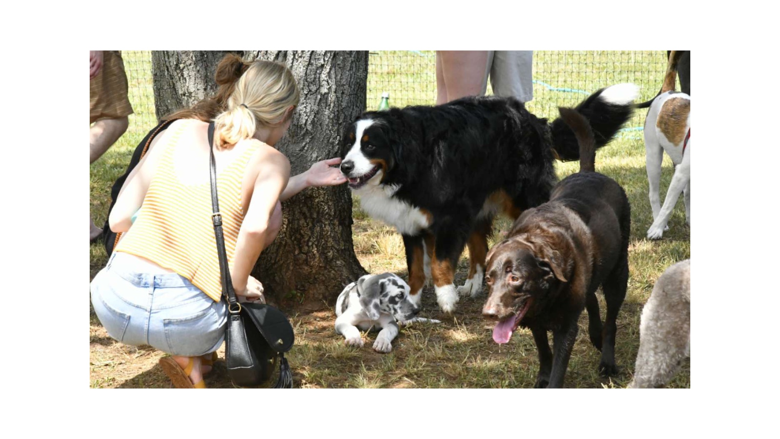 Millbrook Dog Park