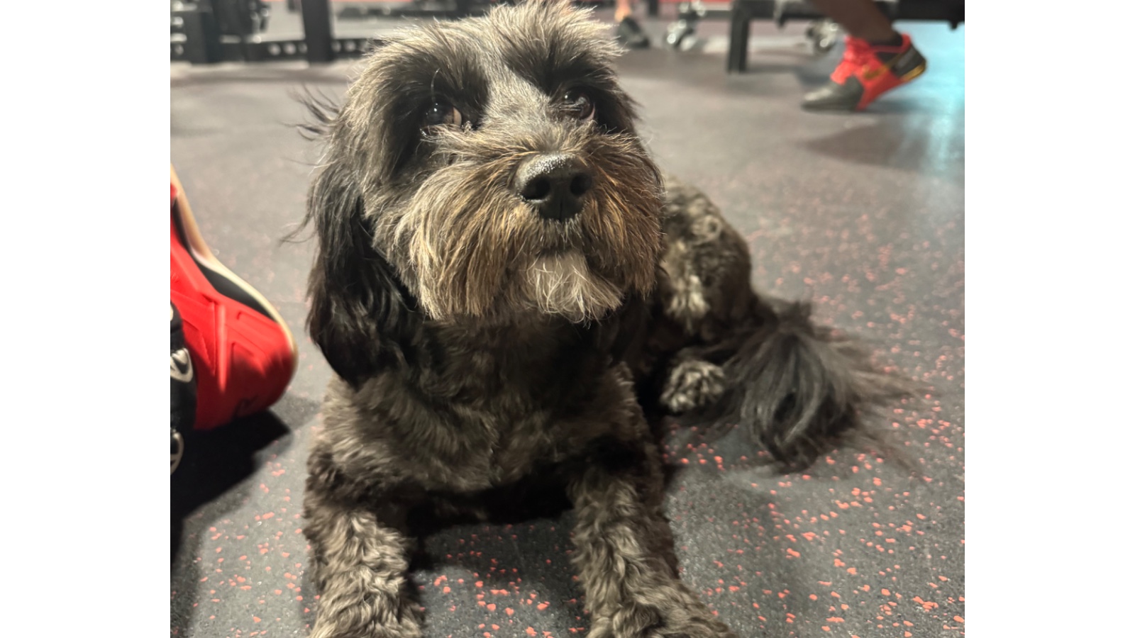 Red Dog Strong Strength & Conditioning