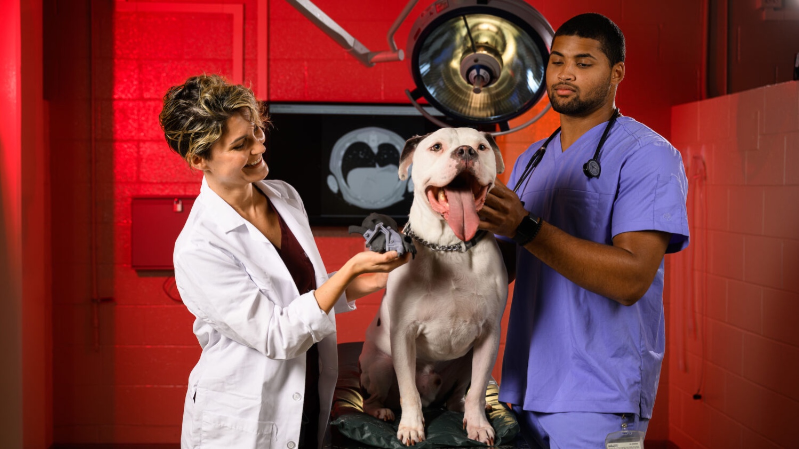 Small Animal Services: Emergency