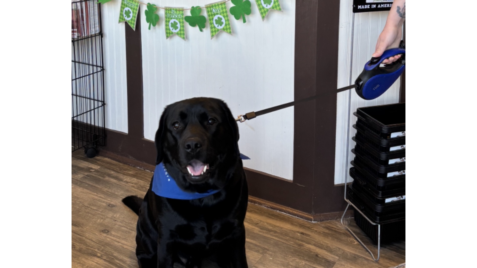 Dirty Dogs Spa - Wake Forest