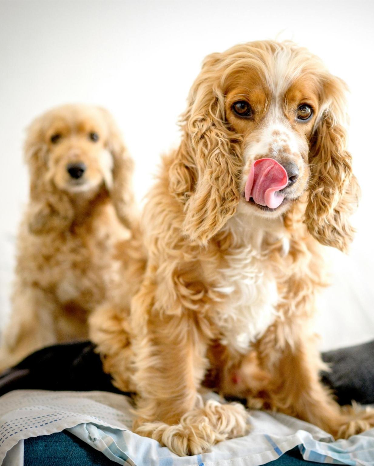 Pet Mania