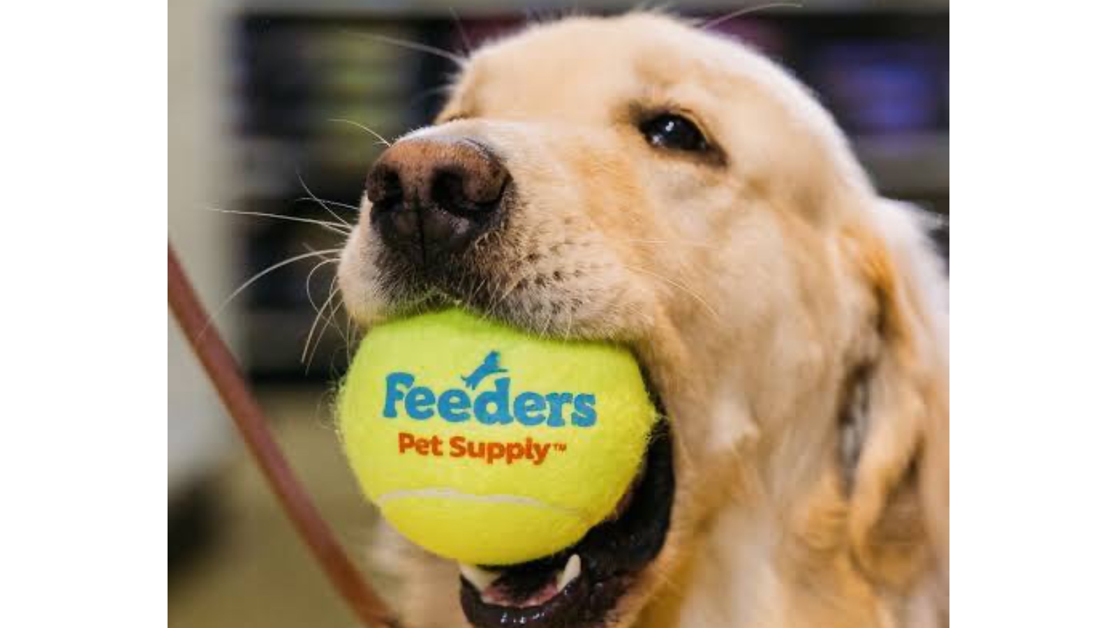 Feeders Pet Supply