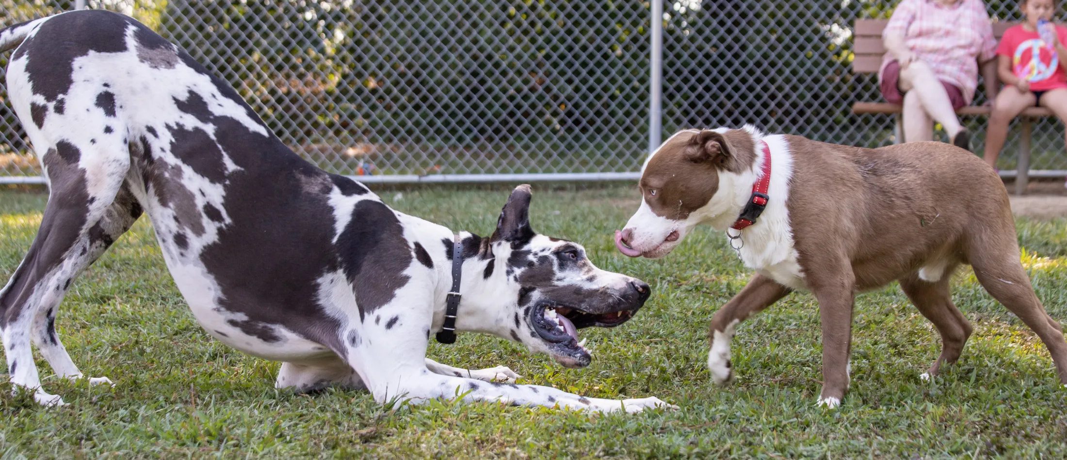 Dix Park Dog Park