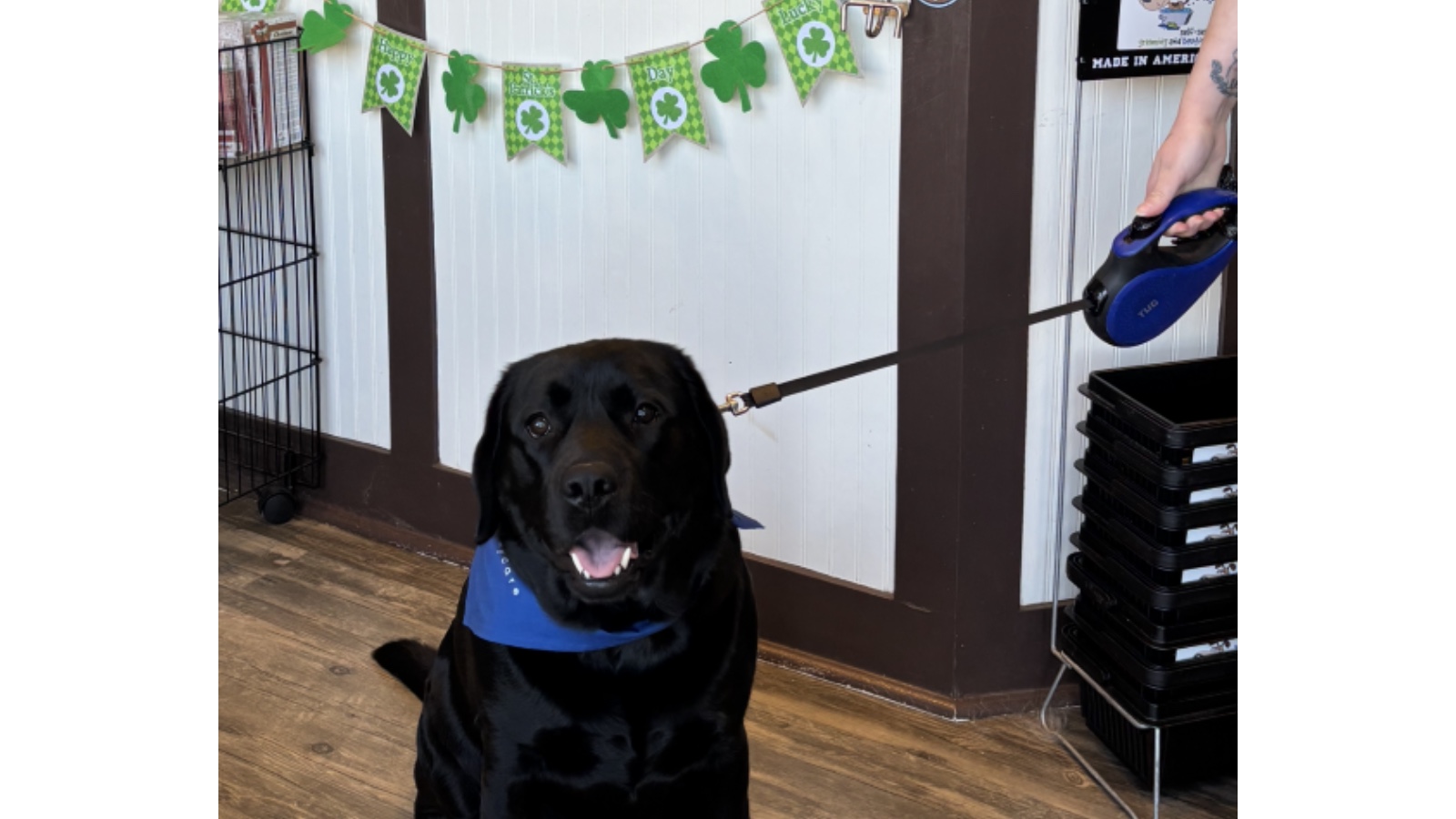 Dirty Dogs Spa - Raleigh